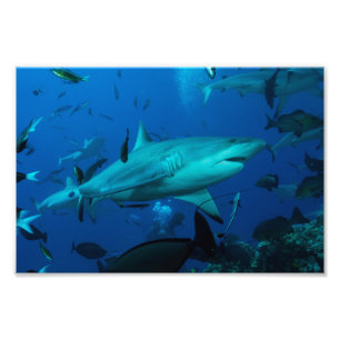 Copie de photo de requin de récif