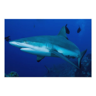 Copie de photo de requin de récif