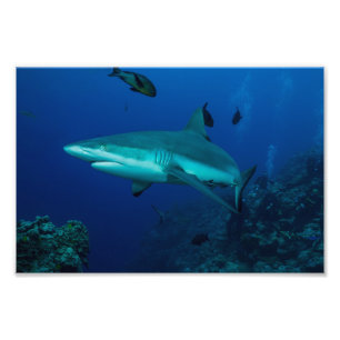 Copie de photo de requin de récif