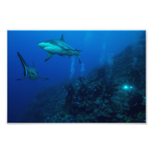 Copie de photo de requin de récif
