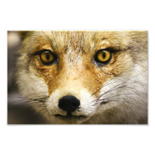 Copie de photo de visage de Fox