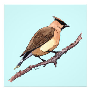 copie de photo d'oiseau de jaseur de cèdre