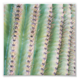 Copie de photo du plan rapproché de Saguaro