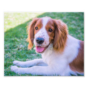 Copie de photo du springer spaniel de Gallois