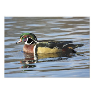 Copie de photographie de canard en bois
