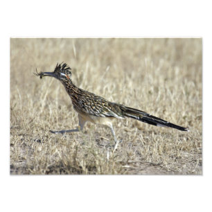 Copie de photographie de Roadrunner