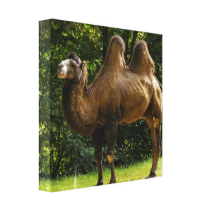 Copie de toile de chameau de deux Humped