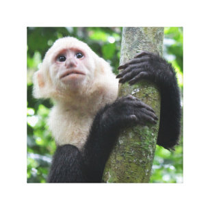 Copie de toile de singe de capucin