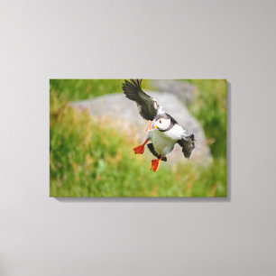 Copie de toile de vol d'oiseau de macareux