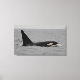 Copie de toile enveloppée par baie de Monterey