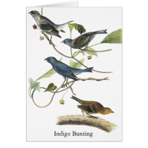 Copie d'étamine d'indigo d'Audubon