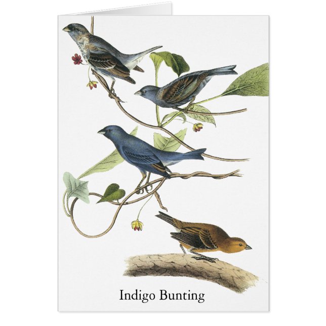 Copie d'étamine d'indigo d'Audubon (Devant)