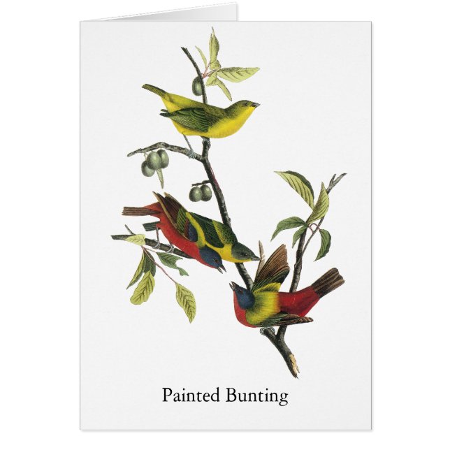 Copie d'étamine peinte par Audubon de John (Devant)