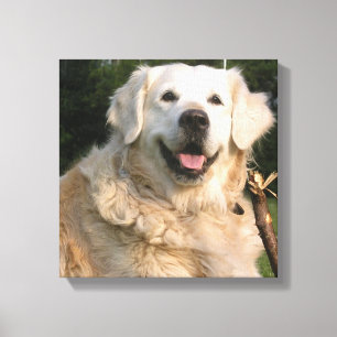 Copie douce de toile de golden retriever