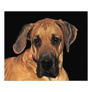 Copie géante douce de photo de great dane