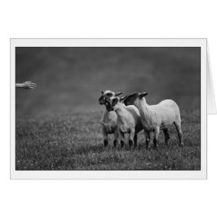 Copie IMG_9504