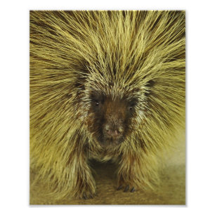 Copie mignonne de photo de porc-épic du Texas