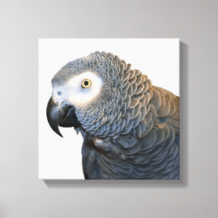 Copie noire et blanche de toile de perroquet de