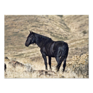 Copie noire sauvage de photo d'étalon de mustang
