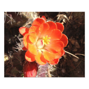 Copie orange de photo de fleur de cactus de