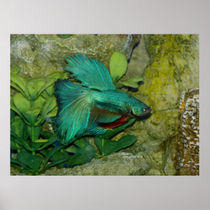 Copie ou affiche bleue de poissons de Betta