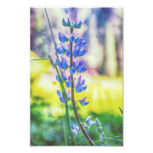 Copie pourpre de photo de la fleur