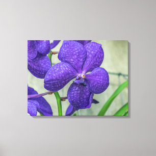 Copie pourpre de toile d'orchidée de Vanda