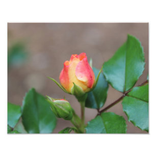 Copie rose de photo de bourgeons