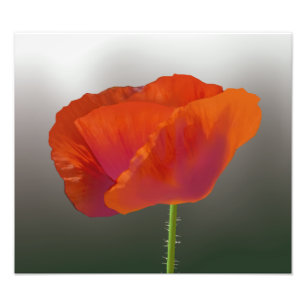 Copie rouge de photo de fleur de pavot