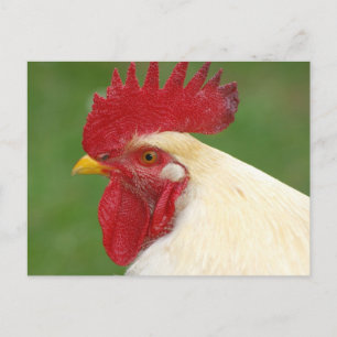 Coq blanc avec carte postale Comble rouge