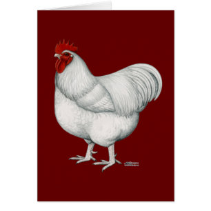 Coq de blanc d'Orpington