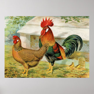 Coq de campagne mignon, pouce affiche de cuisine v