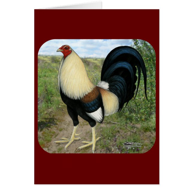 Coq de combat de route de campagne (Devant)