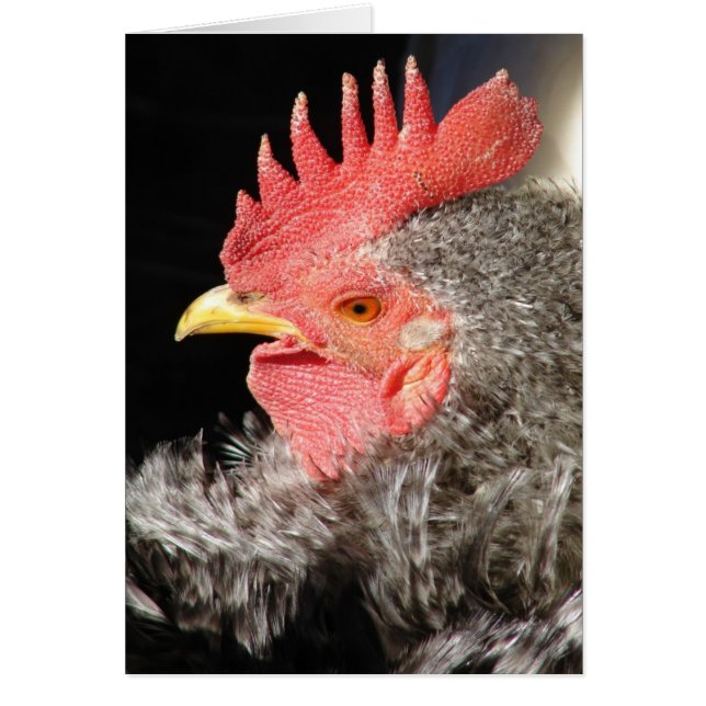 Coq de Frizzle Barré (Devant)