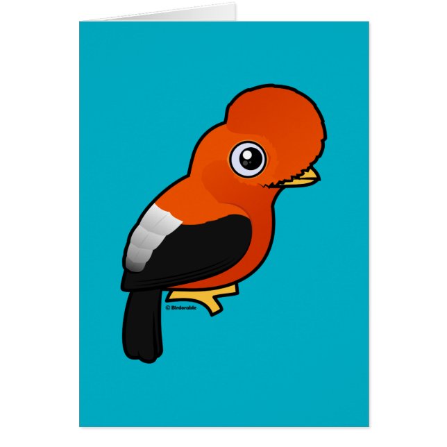 Coq-de-le-rock andin (Devant)