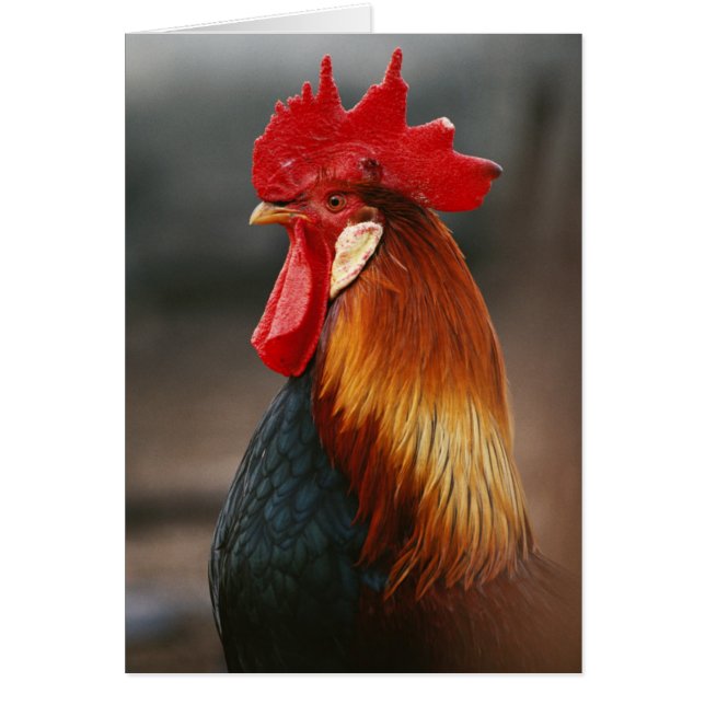 Coq domestique de basse-cour (Devant)