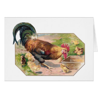 Coq et poussins