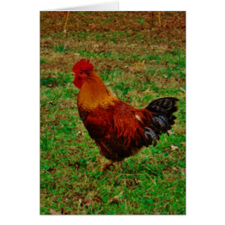Coq face à gauche