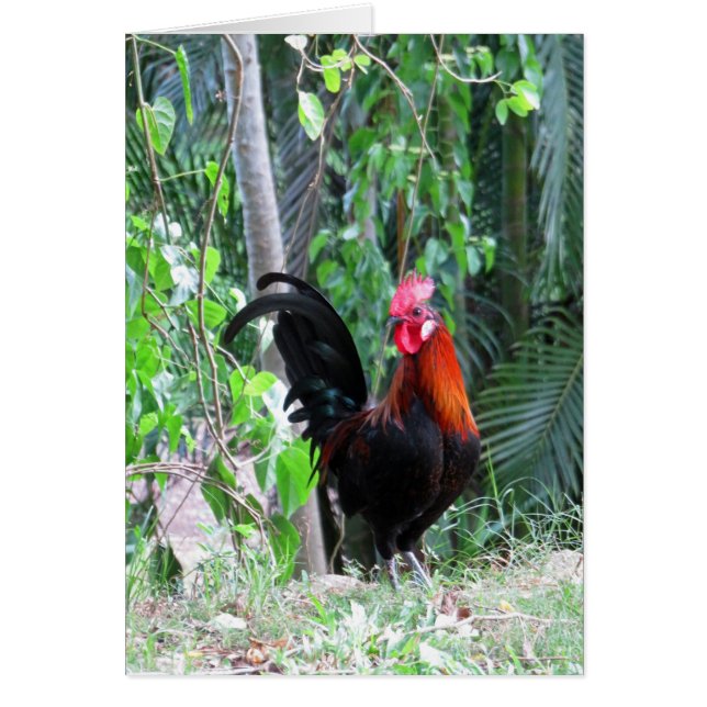 Coq hawaïen (Devant)