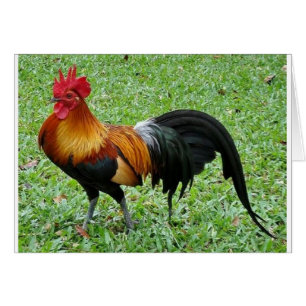 Coq magnifique