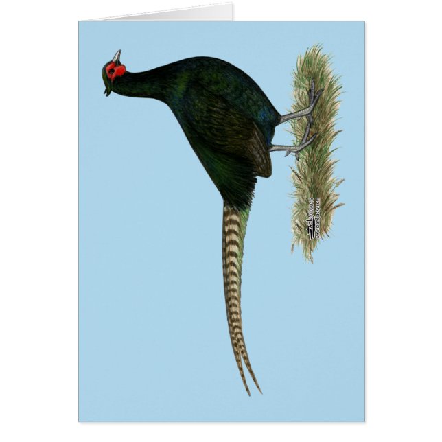 Coq noir de faisan (Devant)