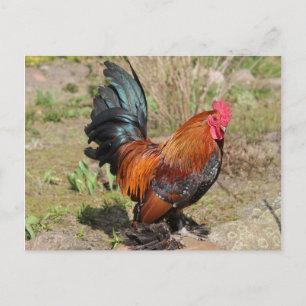 Coq / Poulet sur une carte postale de ferme
