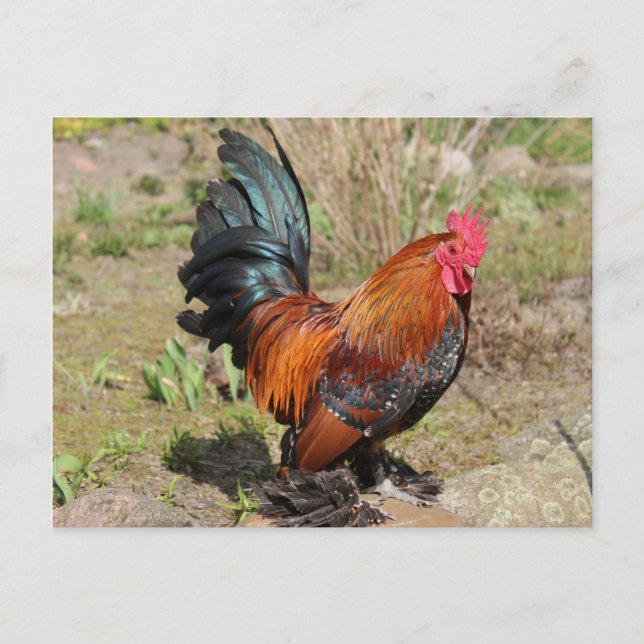 Coq / Poulet sur une carte postale de ferme (Devant)