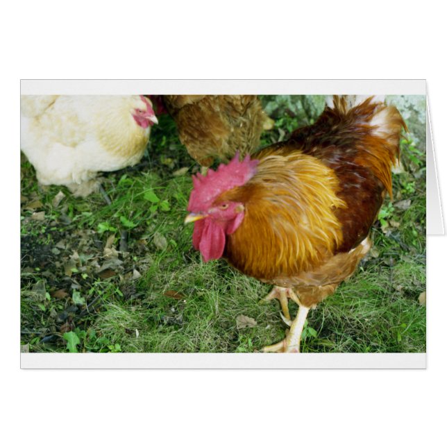 Coq sur le rôdeur (Devant horizontal)