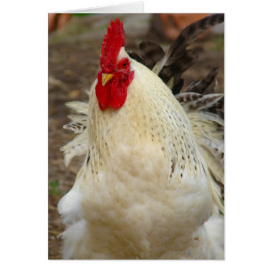 Coq sur une journée venteuse