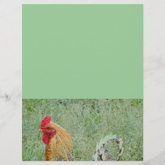 Coqs ferme animale poulet coloré (Devant)