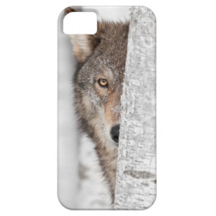 Coque iPhone 5 Loup gris (lupus de Canis) derrière l'arbre