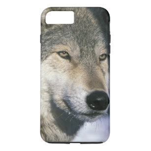 Coque Case-Mate iPhone Amérique du Nord, USA, Minnesota. Wolf Canis 3