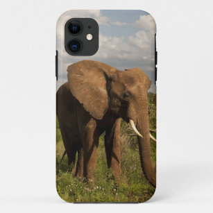 Coque Case-Mate iPhone Un éléphant africain, Loxodonta africana, dans une