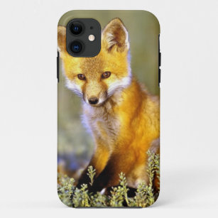 Coques Renard Rouge Pour Iphone 5 5s Zazzle Fr